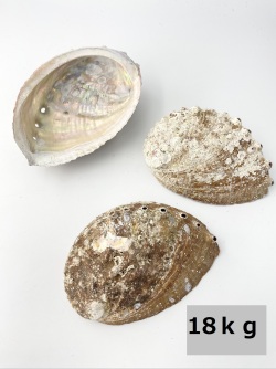 クロアワビ(自然)【約13～15ｃｍ/約18ｋｇ】  En:  Haliotis discus (size: 13-15cm, per 18ｋｇ)