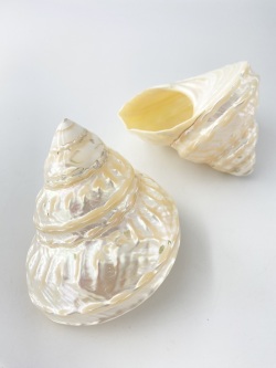 アストレアウンドーサ真珠磨き(ナミジワターバンガイ)【約10～11ｃｍ/1個】En: Astraea undosa pearlized (Size:10-11cm, per 1pc) 貝殻