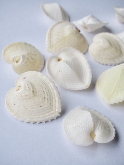 ハートシェル中（リュウキュウアオイ）【4.5cm前後/10個入】[メール便可-5袋まで] En: Corculum cardissa(Size:approx.4.5cm, per 10pcs) 貝殻