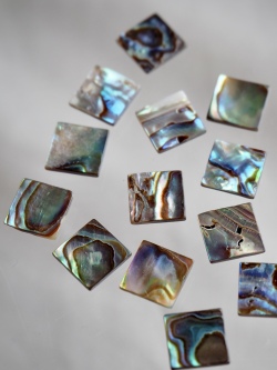 貝殻プレート-アワビ-パウアアバロン (正方形)【約8mm/1個】[メール便可]まとめ買い10%OFF #1176 En:Shell parts -Haliotis iris 貝殻