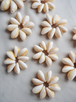 アヌルスクックドリング（3cm前後) En: Shell Ring - Cypraea annulus orange