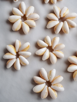 アヌルスクックドリング（4cm前後)En: Shell Ring - Cypraea annulus orange 貝殻