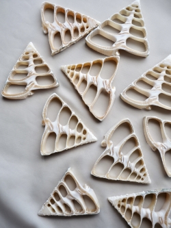 カットサルシティクス(ギンダカハマガイ)【約4～6cm】[メール便可] En: Shell Cut, trocus salzeticus