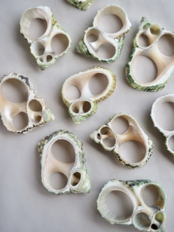 カットブルニュウス（ターボグリーンシェル・ケショウサザエ）【約2.5～4.0cm】[メール便可]En:Shell Cut, Turbo Bruneus