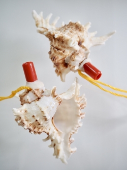 貝殻の笛-テングガイ-【10cm前後/1個】まとめ買い20%OFF