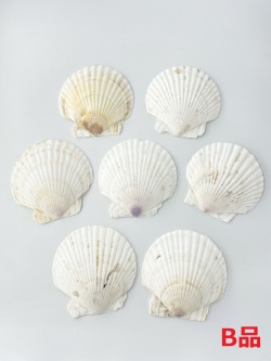 ホタテガイB品【約11ｃｍ/10枚】En: Japanese Scallop B-grade (size:11cm, per 10pcs) 貝殻