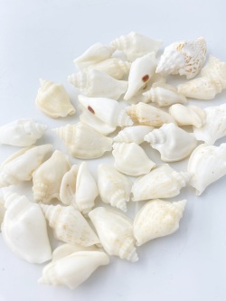 バナビイリス(モンツキソデガイ)【約2.5～4.0ｃｍ】[メール便可-300ｇまで] En:Strombus variabilis (Size:2.5-4cm) 貝殻