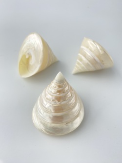 テクトスピラミス真珠磨き【約5～6ｃｍ/1個】  En: Tectus Pyramis pearlized (Size:5-6cm, per 1pc)