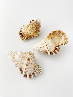 シワクチナルトボラ小【約6～7cｍ】  En: Tutufa rubeta (Size:6-7cm) 貝殻