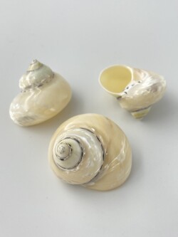 ピカ 真珠磨き-ホワイト-(チャウダーガイ)【約8±0.5ｃｍ/1個】En:Cittarium Pica pealised(size:8±0.5cm, per 1pc) 貝殻