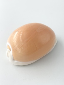 ナンヨウダカラガイ[現品]【NO.5/約8.7ｃｍ/1個】 En:Golden cowrie (size:8.7ｃｍ, per 1pc) 貝殻