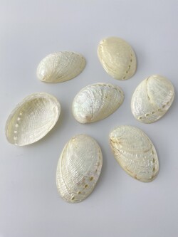 パルチャーム真珠磨き【5ｃｍ前後/10枚】[メール便可-8袋まで]  En: Haliotis Pulcherima pearlized(Size:5cm, per 10pcs) 貝殻