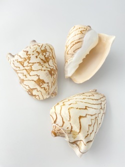 コオロギボラ【約12～13ｃｍ/1個】En: VOLUTIDAE (size:12-13cm, per 1pc)