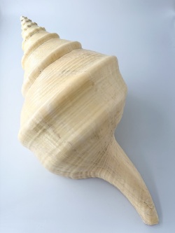 アラフラオオニシ磨きNO.2012【約50ｃｍ/約3000ｇ/1個/現品】  En: Australian Trumpet (size:50cm, weight:3000g)