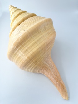 アラフラオオニシ磨きNO.2013【約47ｃｍ/約2350ｇ/1個/現品】  En: Australian Trumpet (size:47cm, weight:2350g) 貝殻