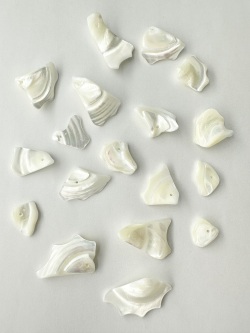 シェルビーズ- フェザー(タカセガイ)【20-30mm前後/約10cm・(10-15個程度)】＃231 まとめ買い10%OFF  [メール便可] En:Trocus - Shell Beads (Size:20-30mm・10-15pcs,10cm) 貝殻