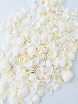 タイニーカップシェル【約0.5～1.0ｃｍ/100ｇ】[メール便可-400ｇまで]  En: tiny cup shell (Size:0.5-1.0cm)