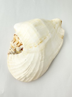 ゴホウラ【14ｃｍ前後/1個】En:Strombus latissimus (size: 14cm, per 1pc) 貝殻