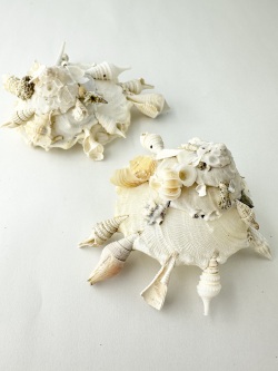 クマサカガイ【約8～10ｃｍ/1個入】  En:Pallid Carrier (Size:8-10cm, per 1pc) 貝殻