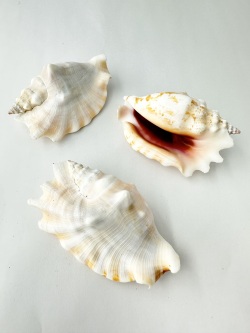 ヒメゴホウラ【8ｃｍ前後】 En:  Strombus Sinuatus (size:8cm) 貝殻