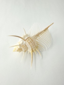 ホネガイ【8cm前後/1個】  En: Murex Pecten (size:approx.8cm, per 1pc)