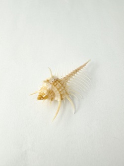 ホネガイ【4cm前後/1個】 En: Murex Pecten (size:approx.4cm, per 1pc)