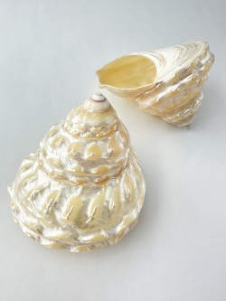 アストレアウンドーサ真珠磨き(ナミジワターバンガイ)【約7±0.5ｃｍ/1個】  En: Astraea undosa pearlized  (Size7±0.5cm, per 1pc) 貝殻