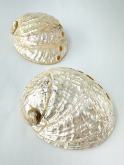 ハリオティス　ペリザト大　真珠磨き【約10～11ｃｍ/1個】En:Haliotis assimilis pearlised (Size:10-11cm, per 1pc) 貝殻