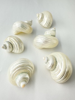 マルサザエ真珠磨き【約4～5cm/10個入】 En:Turbo setosus pealized (size:4-5cm, per 10pcs) 貝殻