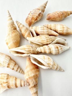 タケノコシドロ【約5～9ｃｍ】[メール便可-300ｇまで]     En:  Strombus Vittatus (Size:5-9cm) 貝殻