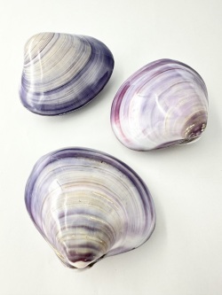 バイオレットクラム（磨き）【8ｃｍ前後/1個】En: Codakia Punctata buffed (Size:8cm, per 1pc)