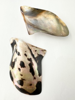 マベ　タイガー 磨き【13ｃｍ前後/1枚】  En: Brown lip polished -tiger- (size:13cm, per 1pc) 貝殻