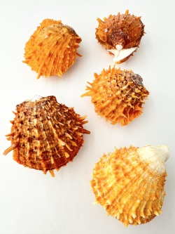 ウミギク【約7～9ｃｍ/1個】   En:Spondylus barbatus (Sixe:7-9cm,per 1pc) 貝殻