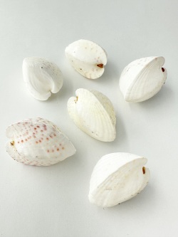 ハーフハート【約3～4ｃｍ/6個】[メール便可-6袋まで] En: Lunulicardia subretusa (Size:3-4cm, per 6pcs) 貝殻