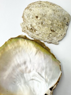 シロチョウガイ原貝(片面)【約15～18ｃｍ/1枚】En: White MOP Raw (size:approx.15-18cm, per 1pc)