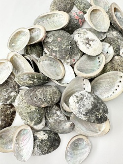 パルチャーム自然【約3～5ｃｍ】[メール便可-200ｇまで]  En: Haliotis Pulcherima (Size:3-5cm) 貝殻