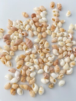 ナサリウスポリドス オレンジ(オリイレヨフバイ科)【1cｍ前後】[メール便可-400ｇまで]   En: Nasarius pullidus orange (Size:1-1.5cm)