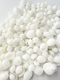 タマゴガイ【約1.2～2.0ｃｍ】[メール便可-300ｇまで]  En: white pacific atys(Size:1.2-2cm,) 貝殻