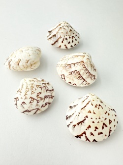 マルオミナエシ両面【約2.5～3.0ｃｍ/5個入】[メール便可-12袋まで]  En:Lioconcha castrensis (size:2.5-3.0cm, per 5pcs) 貝殻