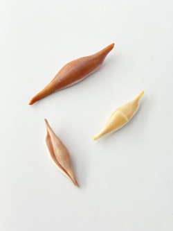 キヌヅツミ【約3～5cｍ/3個入】 [メール便可] (Size:3-5cm, per 3pcs) 貝殻