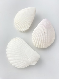 ミノガイ【約7～8ｃｍ/2個入】  En:Lima orientalis (Size:7-8cm, per 2pcs) 貝殻