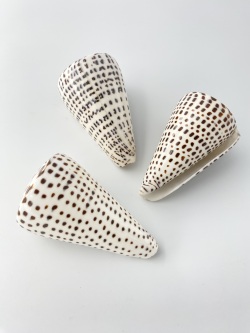 クロフモドキ（磨き）【約9～10ｃｍ/1個】  En: Conus leopardus buffed (size: 9-10cm, per 1pc) 貝殻