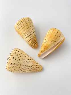 ダイミョウイモ　ナチュラル【約8～10ｃｍ/1個】  En: Beech Cone (Size:8-10cm, per 1pc) 貝殻