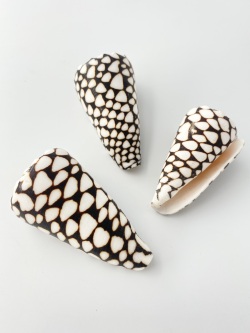 ナンヨウクロミナシ（自然）【9ｃｍ前後/1個】 En: Conus marmoratus(Size:9ｃｍ, per 1pc) 貝殻