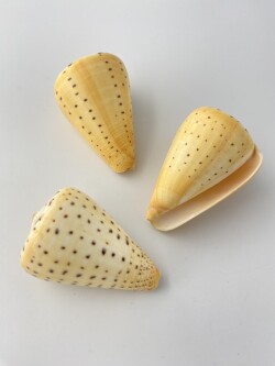ダイミョウイモ　-小-【約7.5～8ｃｍ/1個】  En: Beech Cone (Size:7.5-8cm, per 1pc) 貝殻