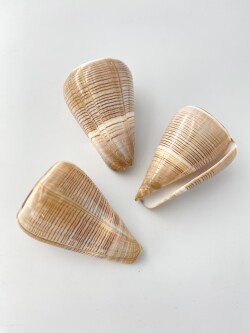 コゲスジイモガイ（磨き）【約7.5～9.0ｃｍ/1個】 En: Conus Figulinus buffed (size: 7.5-9cm, per 1pc) 貝殻