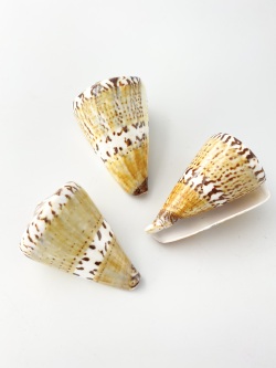 サラサミナシ（磨き）【約6cm±0.5cm/1個】 En: Captain Cone buffed (size: 6±0.5cm, per 1pc) 貝殻