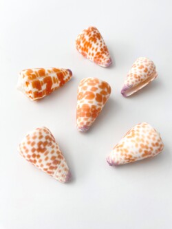 ハルシャガイ【約3～4ｃｍ/3個入】[メール便可-12袋まで]  En:Tessellate Cone (Size:approx.3-4cm, per 3pcs) 貝殻