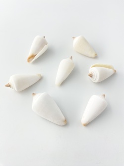 メンネルイモ【約3ｃｍ前後/10個入】[メール便可-12袋まで]   En:Conus furvus(Size:3cm, per 10pcs) 貝殻
