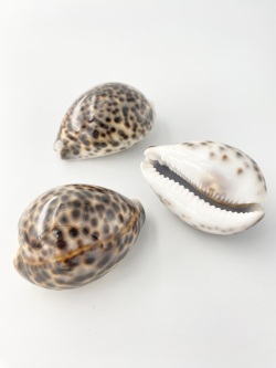 シプレアタイガー特大(ホシダカラ)【8.5ｃｍ以上】En: Tiger Cowrie (size:8.5cm)